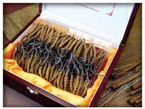 杨林尾镇冬虫夏草回收